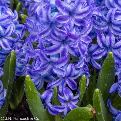 HYACINTH Aqua