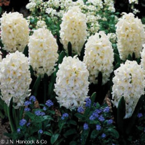 HYACINTH Siberia
