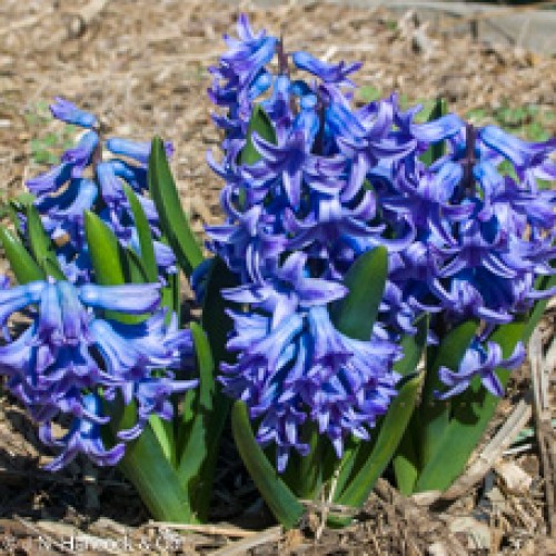 HYACINTH Delft Blue HYACINTH Delft Blue