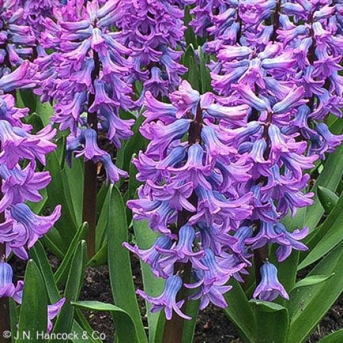 HYACINTH Purple Star HYACINTH Purple Star