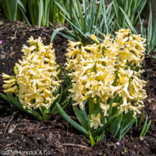 HYACINTH Yellowstone