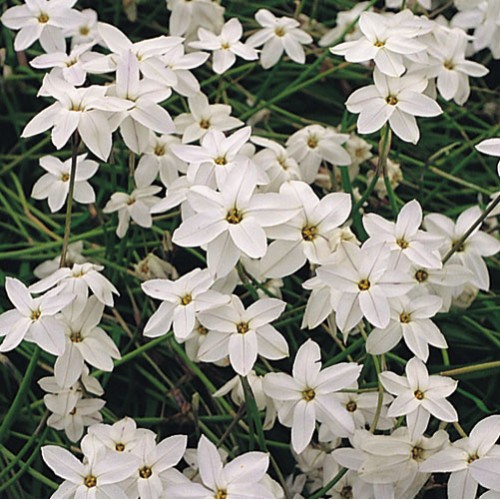 IPHEION Alberto Castillo