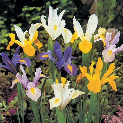 DUTCH IRIS Mixed DUTCH IRIS Mixed