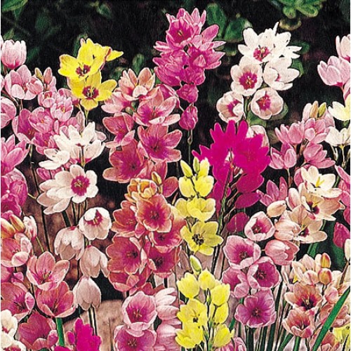 IXIA 'Candy Chimes'