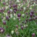 FRITILLARIA meleagris