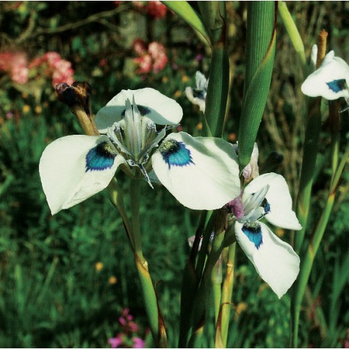 PEACOCK IRIS