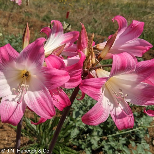 BELLADONNA MULTIFLORAS BELLADONNA MULTIFLORAS
