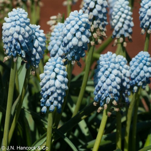 MUSCARI 'Valerie Finnis'