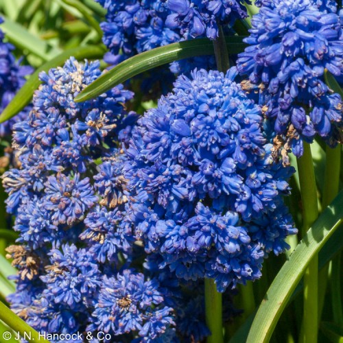 MUSCARI Fantasy Creation
