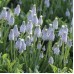 MUSCARI 'Valerie Finnis'