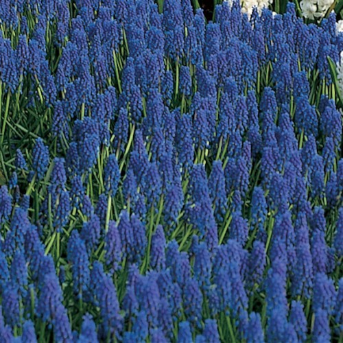 MUSCARI armeniacum