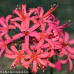 NERINE COLLECTION