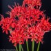 NERINE Fothergilli Major