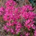 NERINE rosea