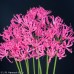 NERINE rosea