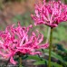 NERINE rosea