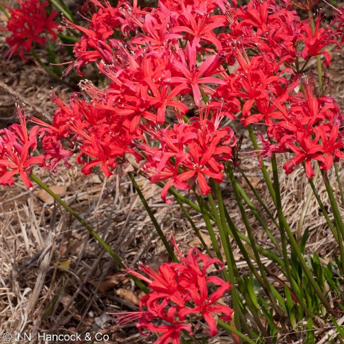 NERINE COLLECTION