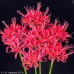 NERINE 'Chanterelle' NERINE 'Chanterelle'