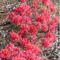 NERINE 'Chanterelle'