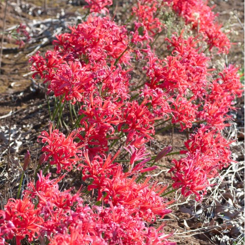 NERINE 'Chanterelle' NERINE 'Chanterelle'