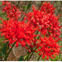 NERINE Fothergilli Major