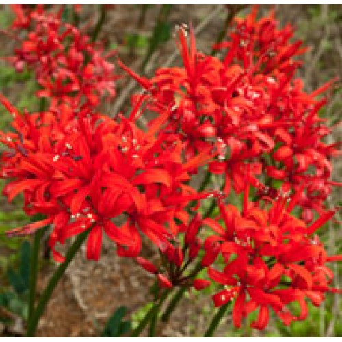 NERINE Fothergilli Major