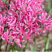 NERINE rosea