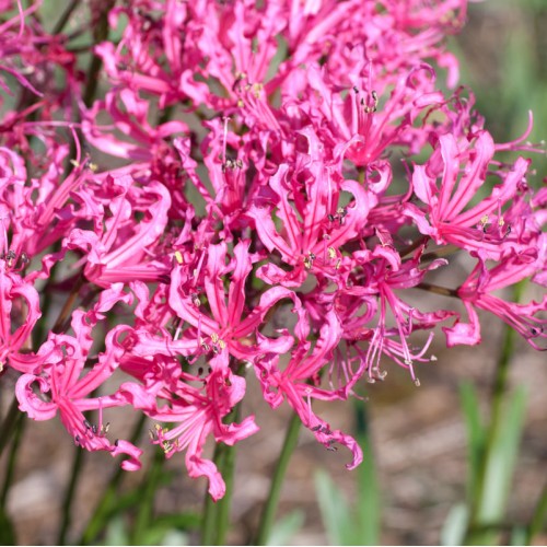 NERINE rosea