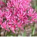 NERINE COLLECTION