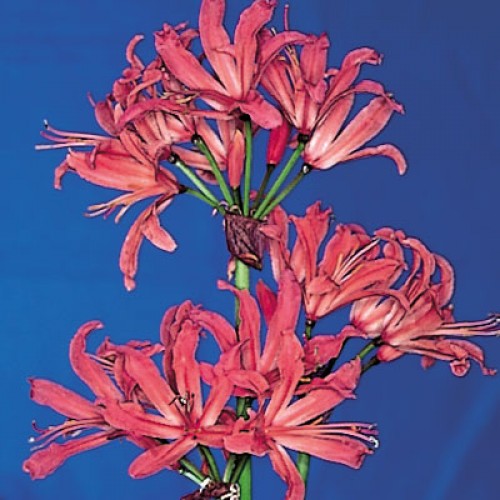 NERINE sarniensis