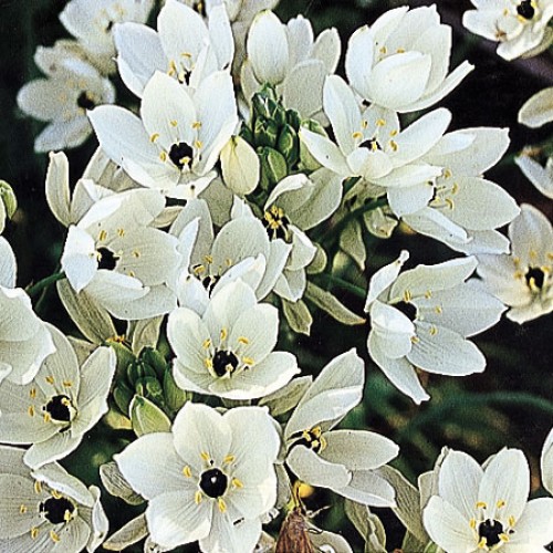 ORNITHOGALUM arabicum Arab's Eye