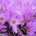 COLCHICUM byzantinium