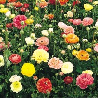 RANUNCULUS 'Painters Palette'