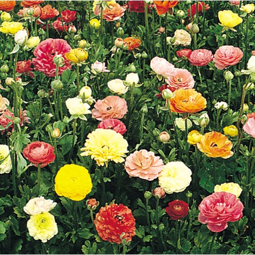 RANUNCULUS 'Painters Palette'