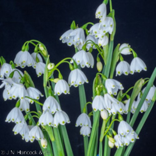 SNOWFLAKES - LEUCOJUM aestivum