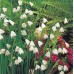 SNOWFLAKES - LEUCOJUM aestivum