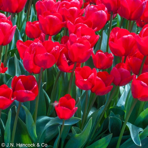 TULIP 'Ille de France'