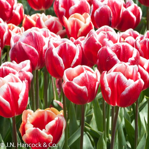 TULIP Leen Van Der Mark