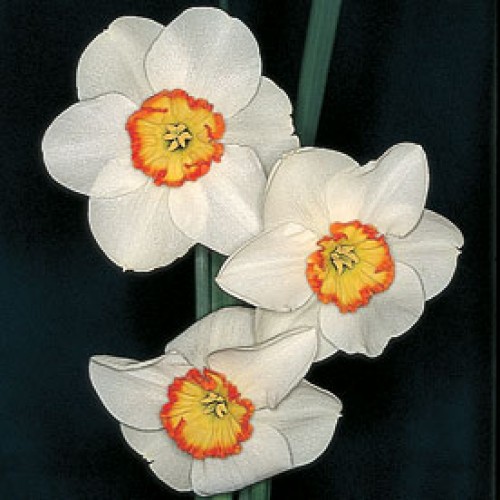 DAFFS 6 BANDED in bulk