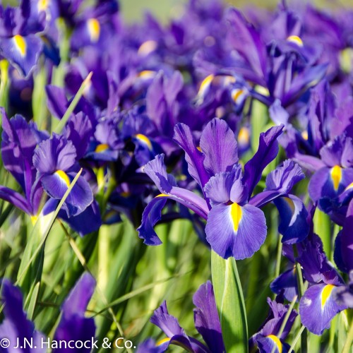 DUTCH IRIS Discovery